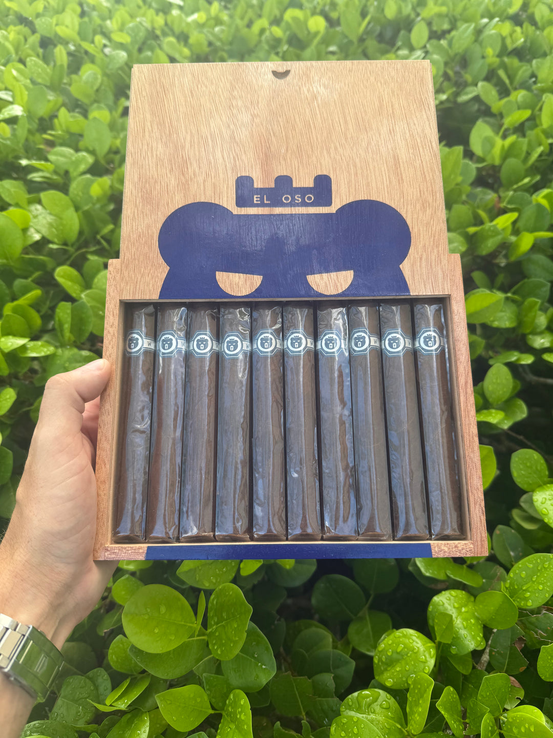 Warped El Oso Oscuro [Box of 10]
